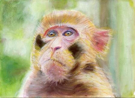 Monkey Monkey